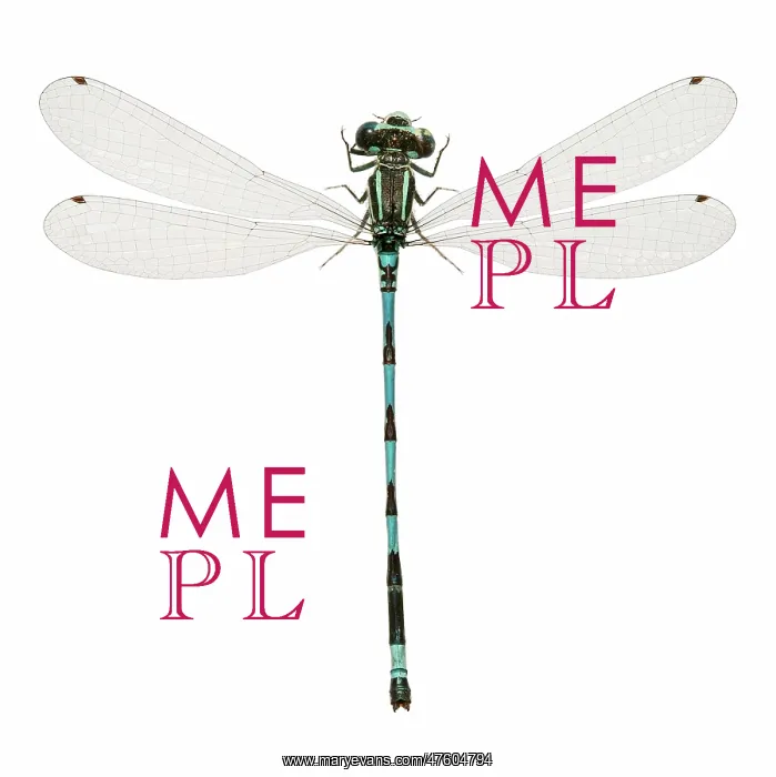: Southern Damselfly : Southern Damselfly