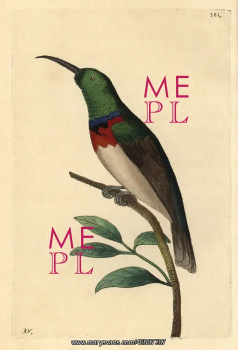 : Southern double-collared sunbird, Cinnyris chalybeus : Southern double-collared sunbird, Cinnyris chalybeus