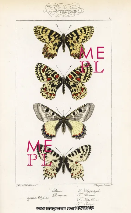 : Southern festoon, Spanish festoon, false apollo : Southern festoon, Spanish festoon, false apollo