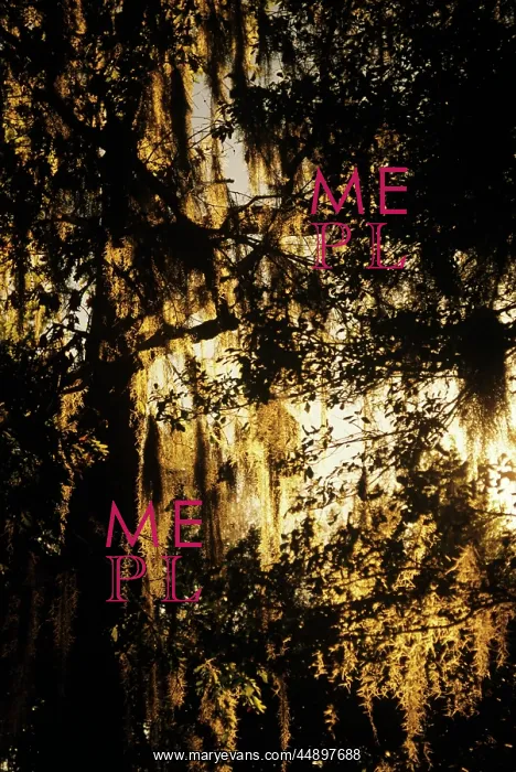  : SOUTHERN FOLIAGE SPANISH MOSS HANGING IN TREE