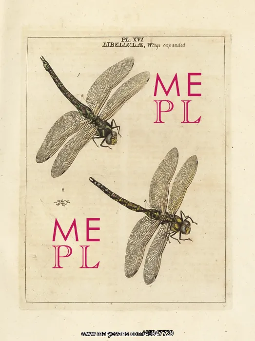 : Southern hawker or blue hawker dragonfly, Aeshna cyanea : Southern hawker or blue hawker dragonfly, Aeshna cyanea