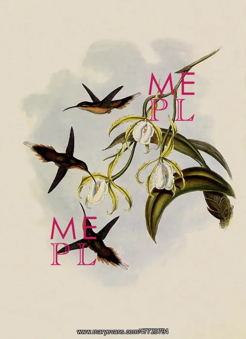 : Southern Hermit, PhaEothornis Zonura : Southern Hermit, PhaEothornis Zonura