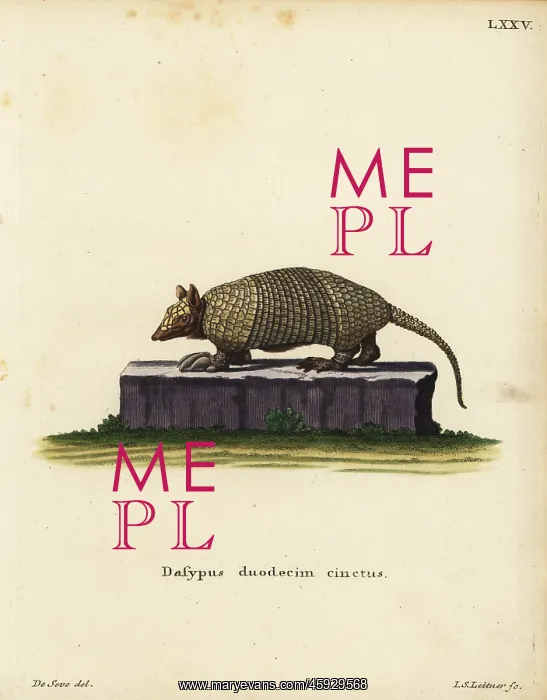 : Southern naked-tailed armadillo, Cabassous unicinctus : Southern naked-tailed armadillo, Cabassous unicinctus