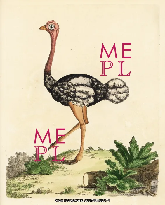 : Southern ostrich, Struthio camelus australis : Southern ostrich, Struthio camelus australis