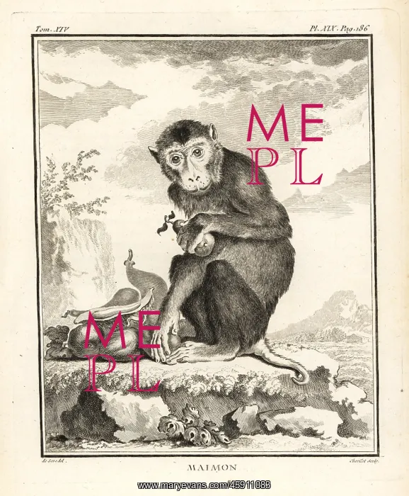 : Southern pig-tailed macaque, Macaca nemestrina : Southern pig-tailed macaque, Macaca nemestrina