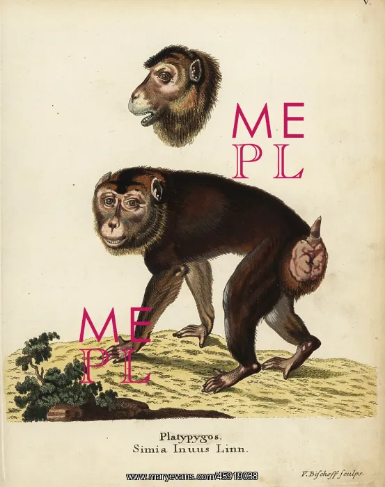 : Southern pig-tailed macaque, Macaca nemestrina. Vulnerable : Southern pig-tailed macaque, Macaca nemestrina. Vulnerable