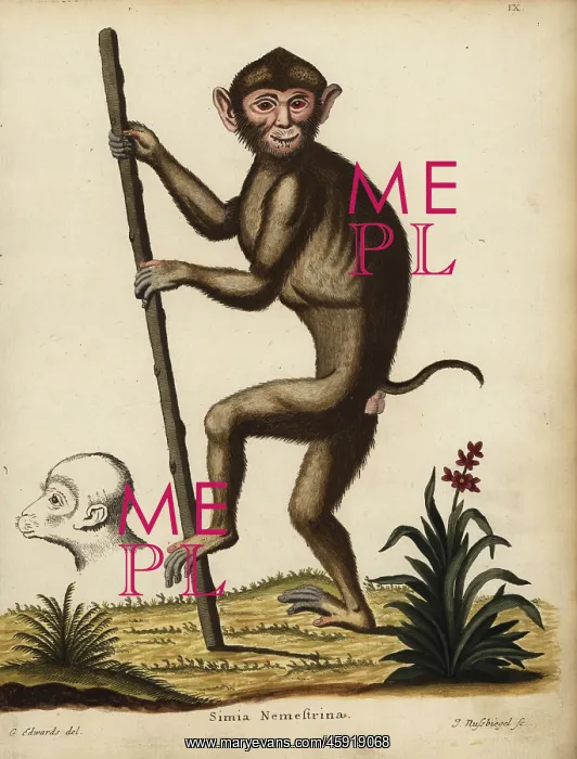 : Southern pig-tailed macaque, Macaca nemestrina. Vulnerable : Southern pig-tailed macaque, Macaca nemestrina. Vulnerable