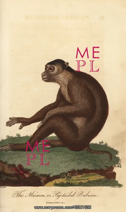 : Southern pig-tailed macaque, Macaca nemestrina : Southern pig-tailed macaque, Macaca nemestrina