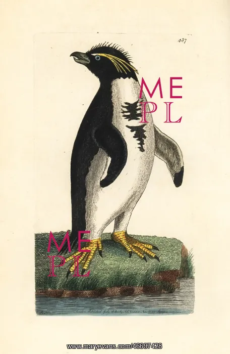 : Southern rockhopper penguin, Eudyptes chrysocome Vulnerable : Southern rockhopper penguin, Eudyptes chrysocome Vulnerable