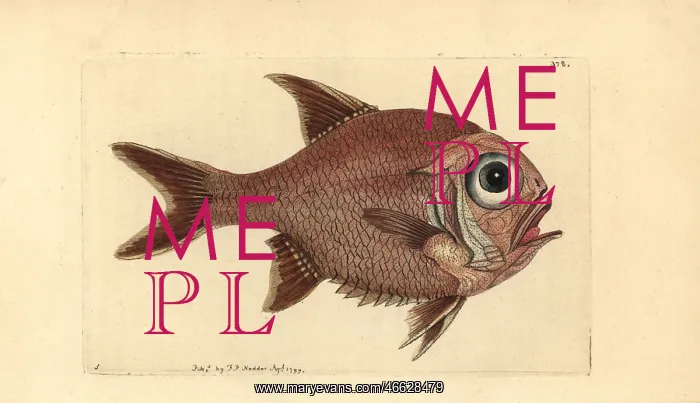: Southern roughly, Trachichthys australis : Southern roughly, Trachichthys australis