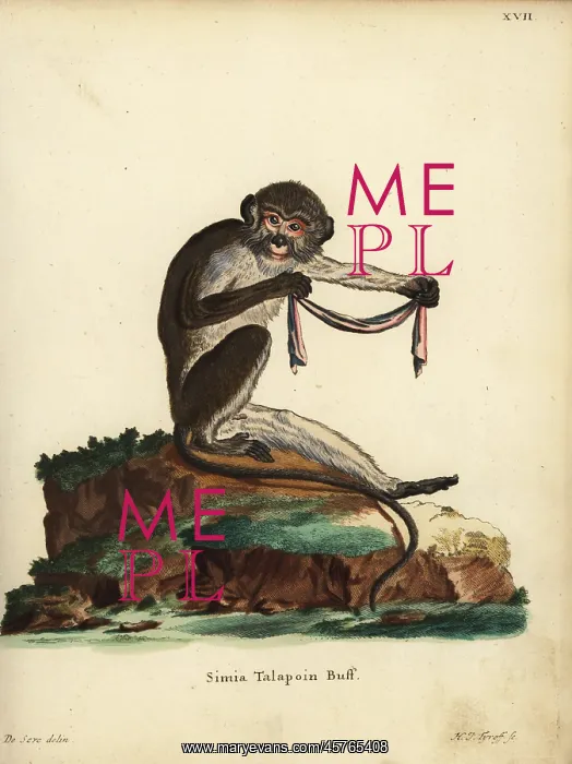 : Southern talapoin monkey, Miopithecus talapoin : Southern talapoin monkey, Miopithecus talapoin