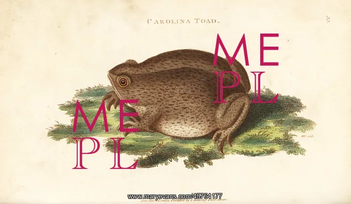 : Southern toad, Bufo terrestris : Southern toad, Bufo terrestris