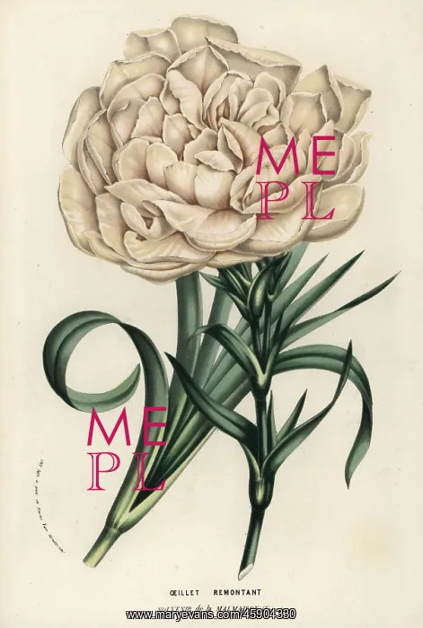 : Souvenir de la Malmaison, hybrid carnation : Souvenir de la Malmaison, hybrid carnation