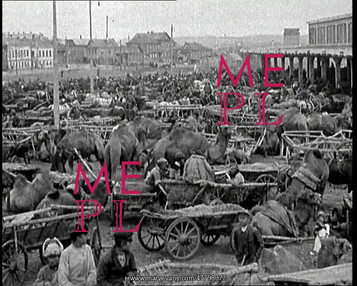 : Soviet Men Working With Camels and Carts Full : Soviet Men Working With Camels and Carts Full