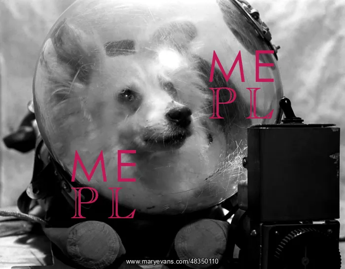 : Soviet space dog Kozyavka : Soviet space dog Kozyavka