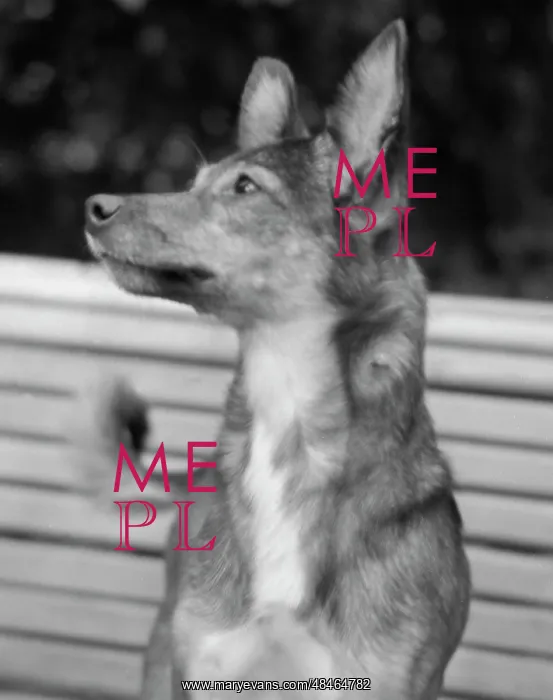 : Soviet space dog Nezhnay : Soviet space dog Nezhnay