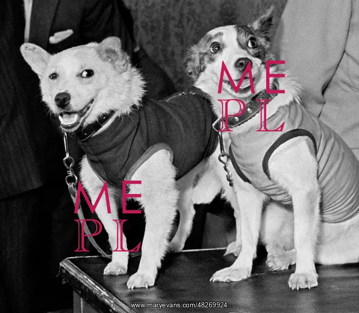 : Soviet space dogs Belka and Strelka : Soviet space dogs Belka and Strelka