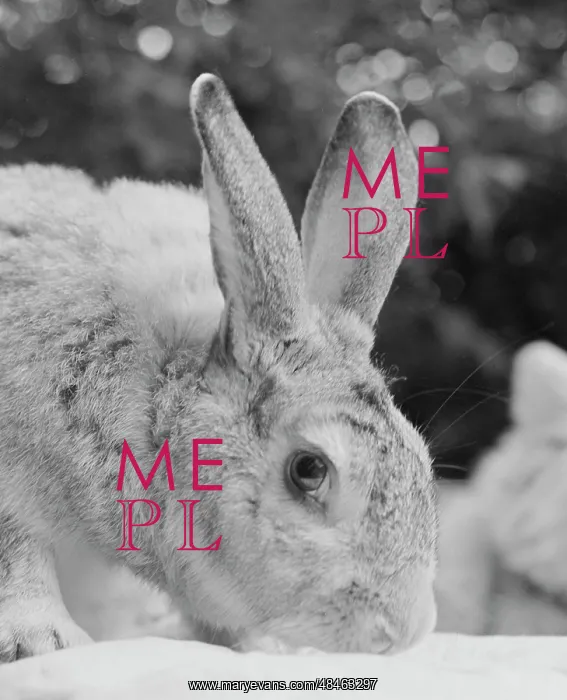 : Soviet space rabbit Marfusha : Soviet space rabbit Marfusha