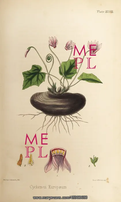 : Sow-bread, Cyclamen purpurascens : Sow-bread, Cyclamen purpurascens