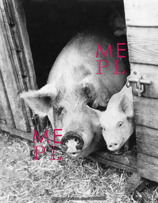  : SOW AND PIGLET