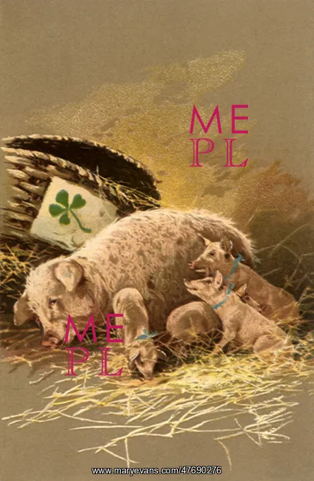  : Sow and Piglets