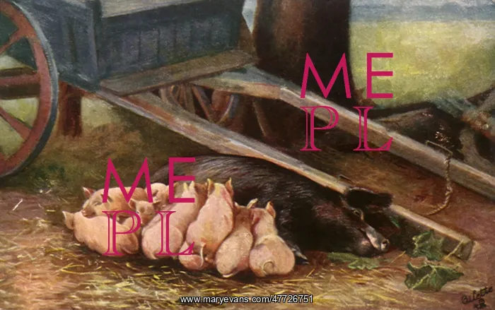  : Sow and Piglets