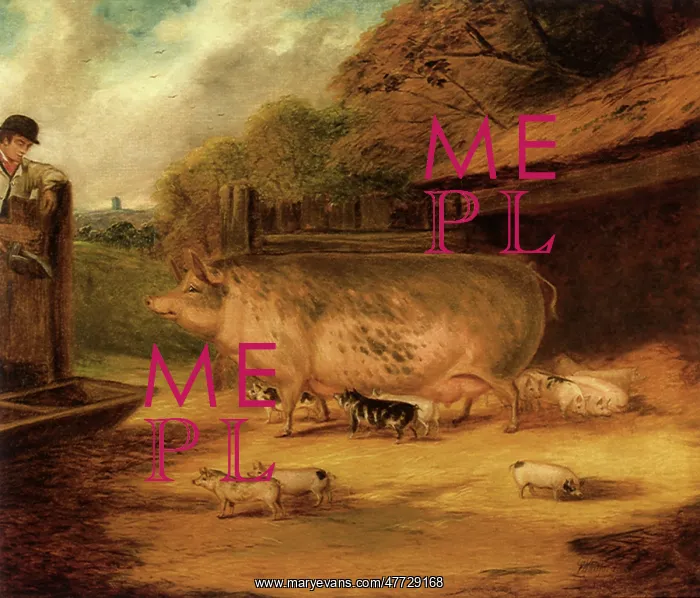  : Sow and Piglets