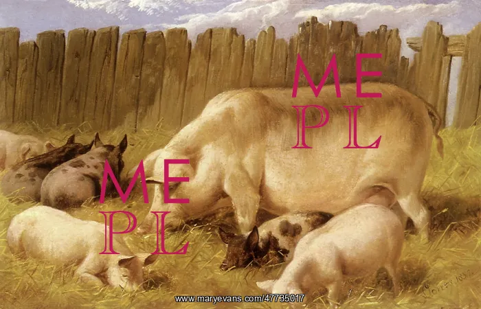 : Sow and Her Piglets : Sow and Her Piglets