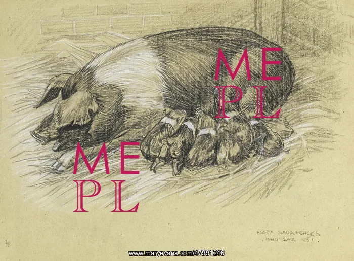 : A sow with piglets : A sow with piglets