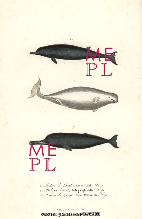 : Sowerby's beaked whale, beluga whale, and : Sowerby's beaked whale, beluga whale, and