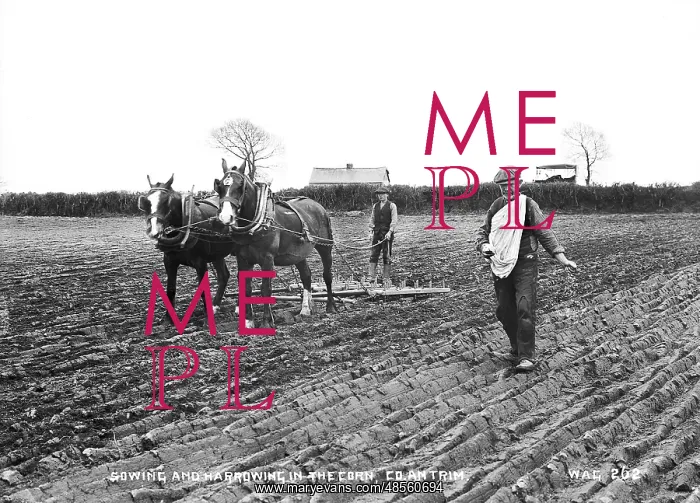 : Sowing and Harrowing in the Corn, Co Antrim : Sowing and Harrowing in the Corn, Co Antrim