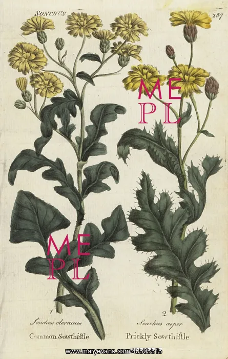 : Sowthistle and prickly sowthistle : Sowthistle and prickly sowthistle