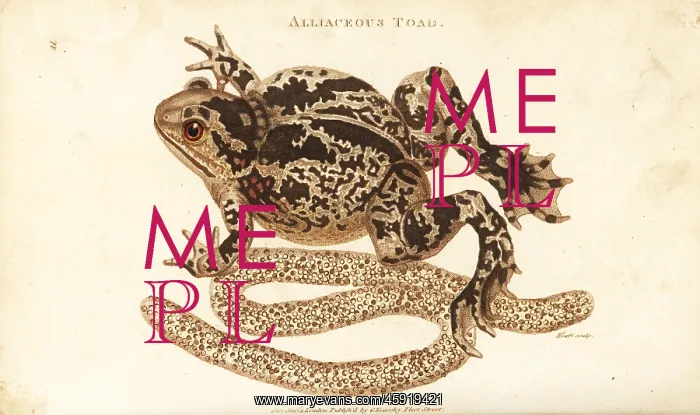 : Spadefoot or garlic toad, Pelobates fuscus : Spadefoot or garlic toad, Pelobates fuscus
