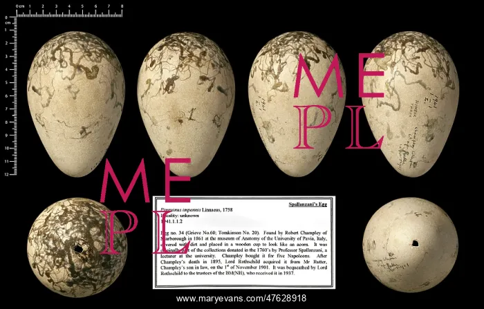 : Spallanzani's great auk egg : Spallanzani's great auk egg
