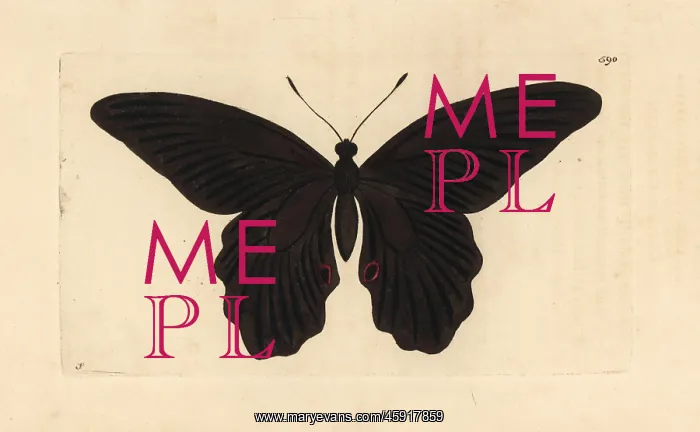: Spangle butterfly, Papilio protenor : Spangle butterfly, Papilio protenor