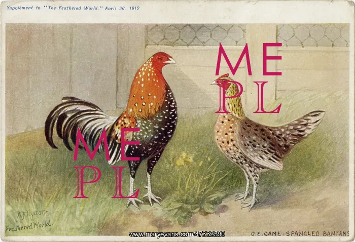 : SPANGLED BANTAMS : SPANGLED BANTAMS
