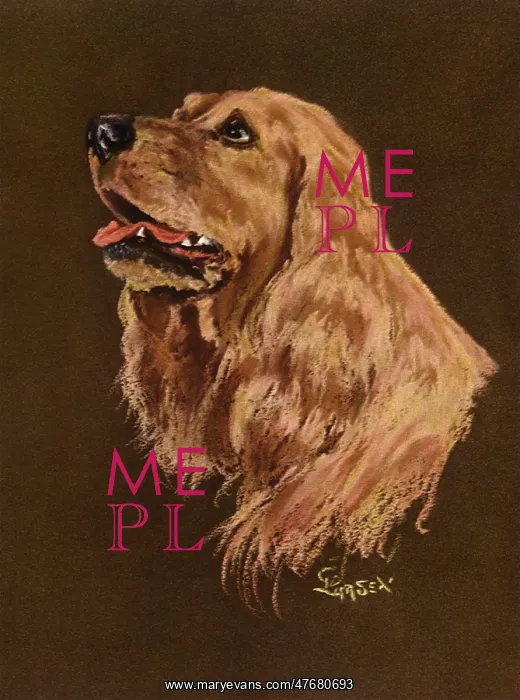  : Spaniel