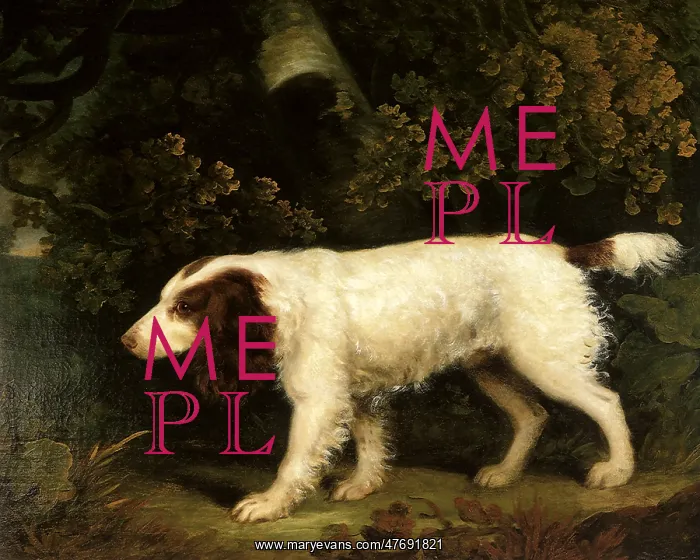  : A Spaniel