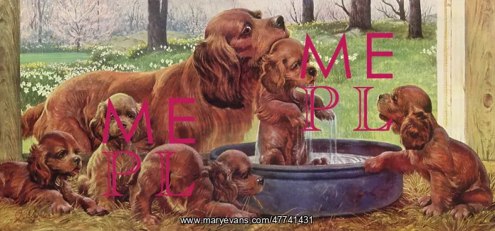  : Spaniel Bath