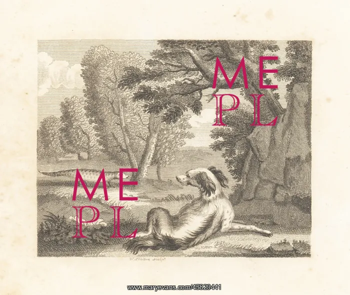 : The Spaniel and the Chameleon : The Spaniel and the Chameleon