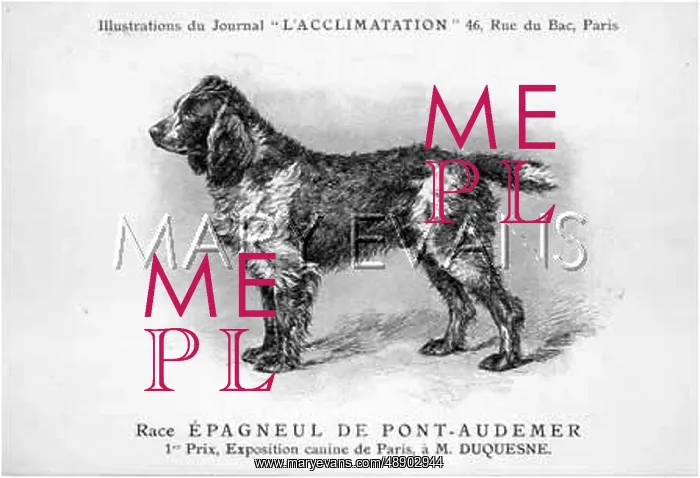 : Spaniel Dog : Spaniel Dog