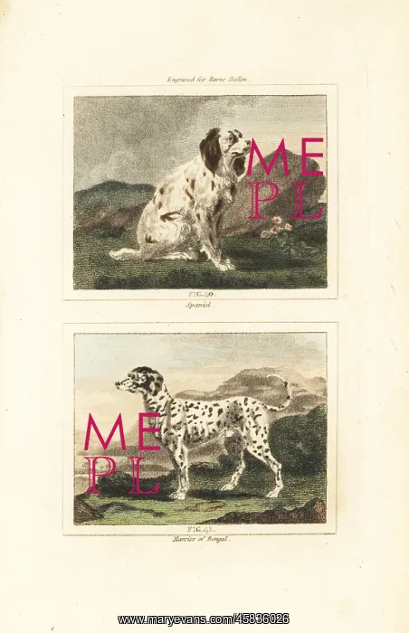 : Spaniel and harrier : Spaniel and harrier
