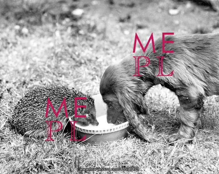 : Spaniel and hedgehog