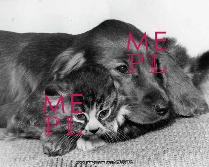 : Spaniel and kitten cosying up : Spaniel and kitten cosying up
