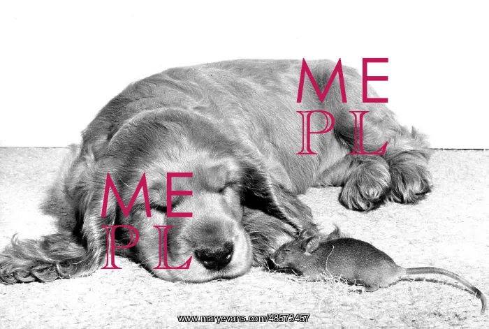  : Spaniel and Mouse