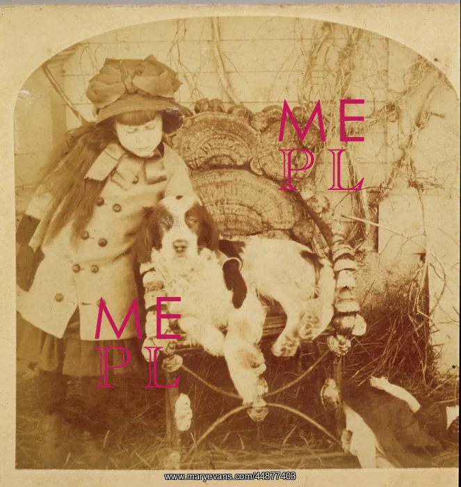: SPANIEL PHOTO 1882D : SPANIEL PHOTO 1882D