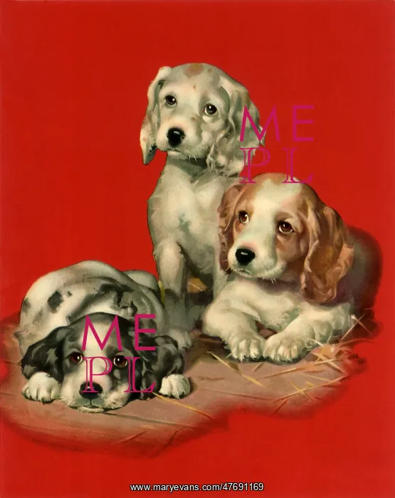  : Spaniel Puppies