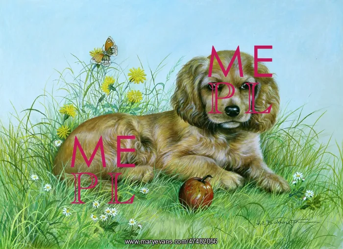 : Spaniel Puppy ' butterfly, apple, daisies : Spaniel Puppy ' butterfly, apple, daisies