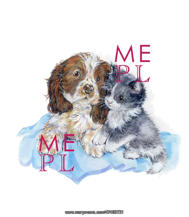 : Spaniel Puppy and Grey Kitten on a blue rug : Spaniel Puppy and Grey Kitten on a blue rug
