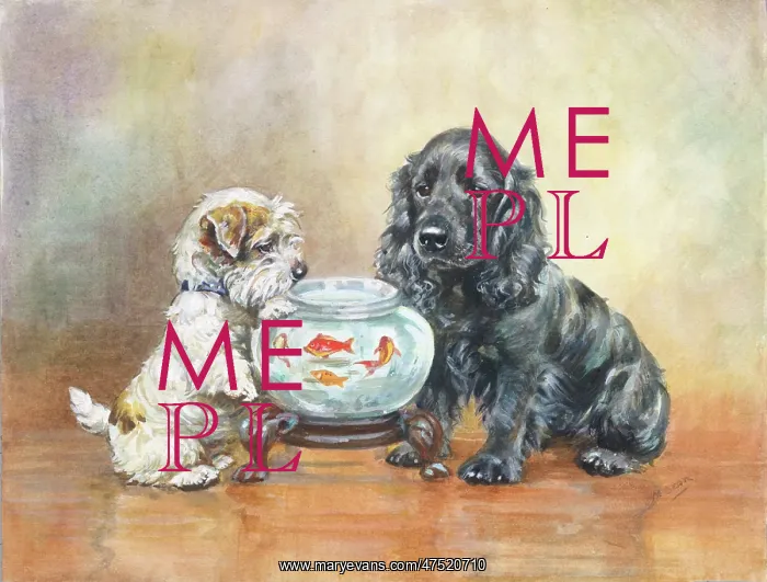: Spaniel and Terrier with a bowl of goldfish : Spaniel and Terrier with a bowl of goldfish